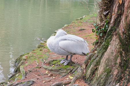 Sleeping dalmatian pelicanの写真素材