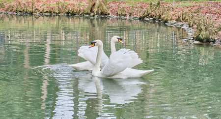 Pair of white swan swimming in small pond in city park.の写真素材