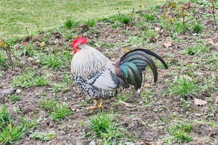 Colorful rooster standing in agricultural field. birds conceptの写真素材