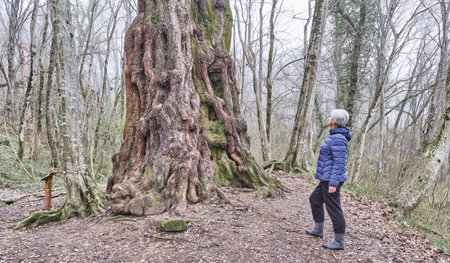 Senior woman with gray hair looking at old poplar tree in relic forest. full length. side view. Paradise Place Arboretum Park, Sochi, Russia. Populus alba. Natural locations, elderly life conceptの写真素材