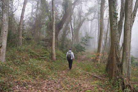 Man with backpack walks along path in relic fog forest. rear view. Paradise Place Arboretum Park, Sochi, Russia. Outdoor activities, natural locations concept.の写真素材