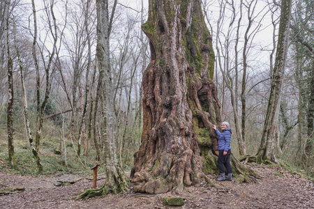 Senior woman with gray hair looking at camera near old poplar tree in spring relic forest. full length. Paradise Place Arboretum Park,Sochi,Russia.Populus alba. Natural locations, elderly life conceptの写真素材