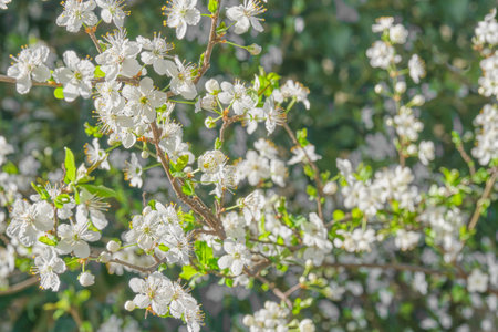 Blooming white flowers and young green leaves on plum branches lit by sunlight as spring natural floral background.の写真素材