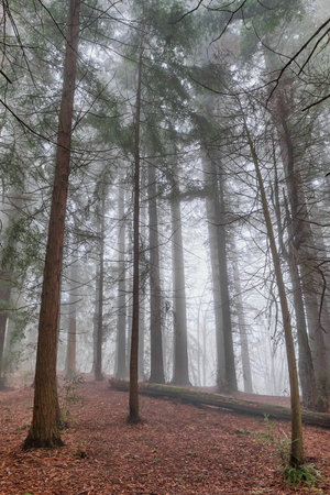 Leafless and evergreens trees in mixed fairytale forest in misty cloudy weather. Spring-winter natural landscape. Arboretum Paradise Place, Sochi, Russia.の写真素材