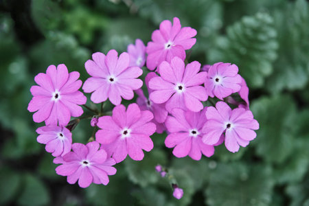 Summer natural floral background. Blooming bright purple flowers of Primula sieboldii, Japanese primrose, on green blurred background. Perennial herbaceous plant, primrose. top view. selective focus.の写真素材