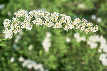 Seasonal blooming branch of spiraeas with white flowers on green blurred background as spring natural floral background. selective focusの写真素材