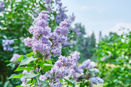 Branches of purple lilac as spring natural floral background. copy spaceの写真素材