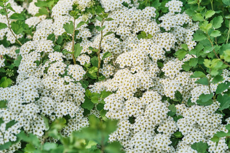 Spring beautiful white and green floral background. Seasonal blooming bush of spiraea. selective...