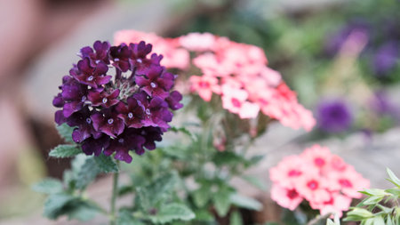 Decorative plant Verbena in landscape flowering design. Summer floral background. Inflorescence of dark lilac flowers on blurred color background. Vervain or verveineの写真素材