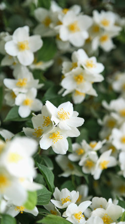 White-green floral background.の写真素材