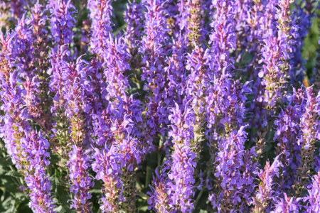 Summer bright floral background. Long inflorescences with purple flowers, illuminated by sunlight.Decorative flowering plant sage, salvia in landscape design.の写真素材