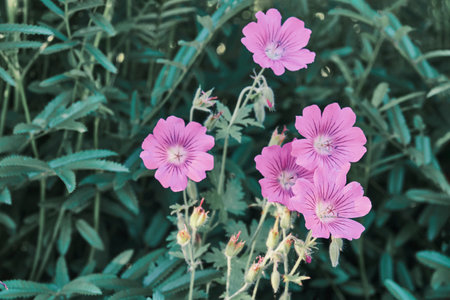 Pink flowers close-up over emerald blurred background. Summer floral background. Decorative flowering plant Garden geranium in landscape design. Pelargonium hortorumの写真素材