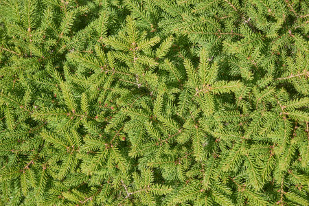 Top view of coniferous branches in sunlight as holiday background or nature background.