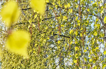 Young fresh leaves and catkins on birch branches, illuminated by the sun. Spring floral background. Selective Focusの写真素材