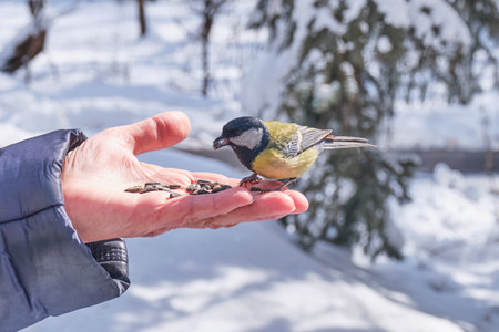 Great tit sitting on human palm and holding sunflower seed in its beak. Closeup. Senior woman feeding bird. Help to birds in winter park. Parus major.の写真素材