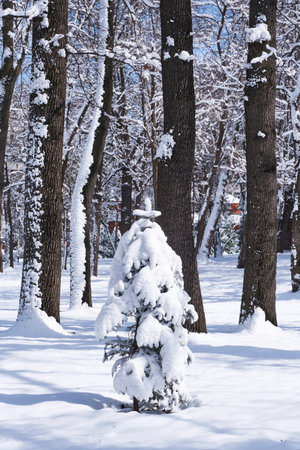 Beautiful small fir tree in lush snow in snowy city park. Winter city landscape.の写真素材