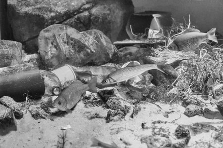 Fish swimming in dirty water among garbage lying on bottom. Environmental pollution. Black and white...