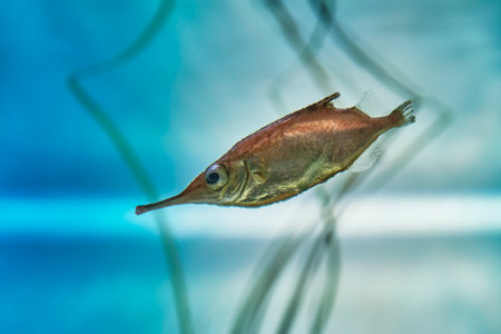 Portrait of fish Common snipe, living in aquarium. Longspine snipefish (Macroramphosus scolopax), also known as bellowfish or trumpetfish.の写真素材