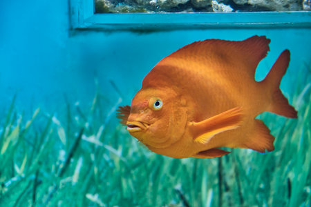 Close-up portrait of bright orange fish Garibaldia living in aquarium. Hypsypops rubicundus