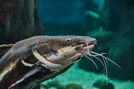 Close-up portrait of red-tailed catfish in aquarium. Habitat: Amazon River basin. Very voracious. Mainly nocturnal. Does not tolerate other fish. Best kept alone. Phractocephalus hemioliopterusの写真素材