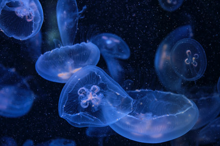 Several translucent jellyfish floating gracefully in deep blue aquatic environment.Glow with soft blue, white hues, delicate tentacles, bell-shaped bodies clearly visible. Underwater scene in aquariumの写真素材