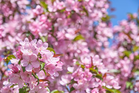 Cluster of beautiful pink blossoms in full bloom, from cherry or apple tree, with soft-focus background of more flowers and clear blue sky. Petals are delicate. Scene of springtime.の写真素材