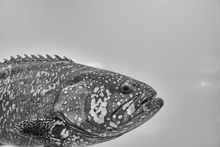 Close-up of large fish with wide mouth and distinctive patterns of white spots against dark background. Big Rockfish. Black white image. Itajara Epinephelusの写真素材