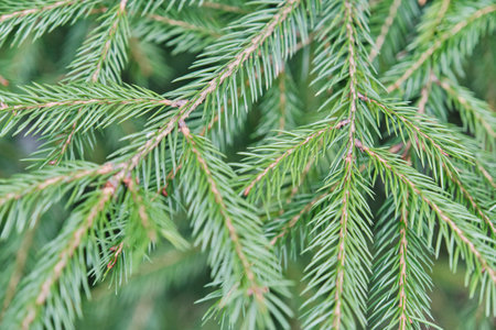 Close-up of spruce tree branch featuring densely packed, sharp, needles. Vibrant green needles slender brown branches, creating lush, detailed texture against soft, blurred green backgroundの写真素材