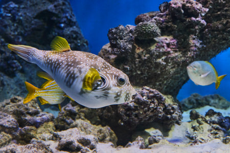 Spiny arotron swimming in aquarium. Inhabits reefs in Indian and Pacific Oceans. In case of danger, arotron swallows large amount of water, acquiring spherical shape. Contain dangerous poison.の写真素材