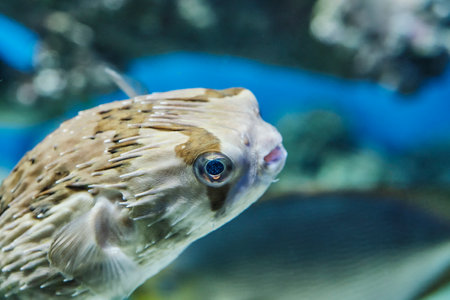 Close-up portrait of longspined porcupinefish, ray-finned fish, swimming in aquarium. It is nocturnal, can inflate its body so that its sharp spines rise when alarmed. Diodon holocanthusの写真素材