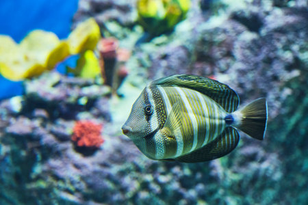 Portrait of Zebrasoma black-striped sailfin, Pacific Sailfin Surgeon, swimming in aquarium against...