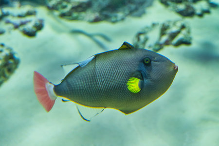 Portrait of pinktail Triggerfish, Brown melikht, active and inquisitive fish, swimming in aquarium. Usually solitary, common in tropical and subtropical seas. Melichthys viduaの写真素材