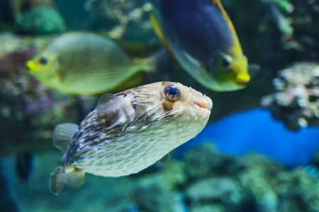 Portrait of longspined porcupinefish, ray-finned fish, swimming in aquarium among other fishes. It is nocturnal, can inflate its body so that its sharp spines rise when alarmed. Diodon holocanthusの写真素材
