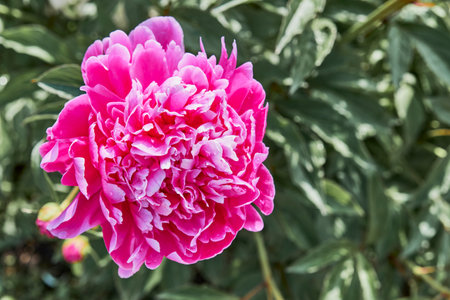 Detailed close-up of blooming pink peony flower in garden, showcasing its lush petals against blurred green foliage background. Captured in natural sunlight.の写真素材