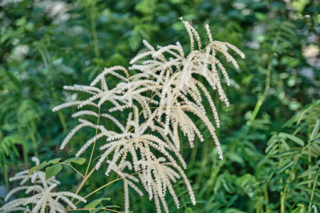 A detailed close-up of delicate white astilbe flowers in full bloom, set against a vibrant green...