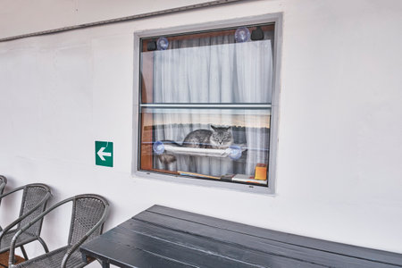 A gray tabby cat resting on a hammock mounted on a window inside a boat cabin, framed by white curtains. Outdoor deck furniture is visible below the window.の写真素材