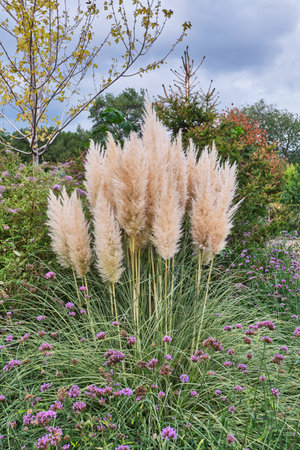 Tall, feathery pampas grass, Cortaderia selloana, surrounded by purple verbena flowers and lush greenery in colorful garden. Mix of trees and overcast skies complete natural scene.の写真素材