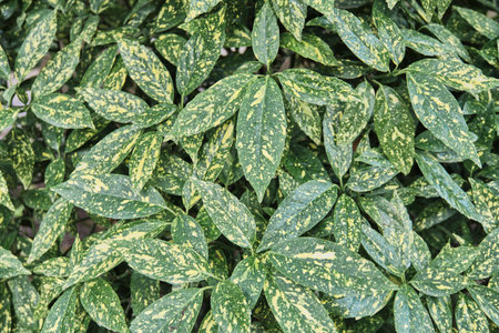 Vibrant variegated green leaves with yellow speckles as plant background. Texture and patterns of ornamental foliage. Aucuba japonicaの写真素材