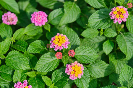 Close-up of colorful lantana flowers featuring pink and yellow petals, surrounded by lush green leaves, as floral summer background. Vibrant blooms, lively contrast to foliage, fresh, natural setting.の写真素材