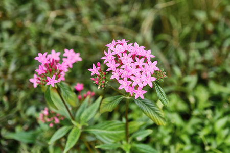 Detailed view of pink Pentas lanceolata flowers blooming in the garden, showcasing their vibrant star-shaped petals and lush green foliage against natural blurred background.の写真素材