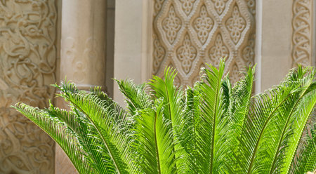 Vibrant lush green cycad plant stand out against ornate beige wall with Islamic geometric patterns....