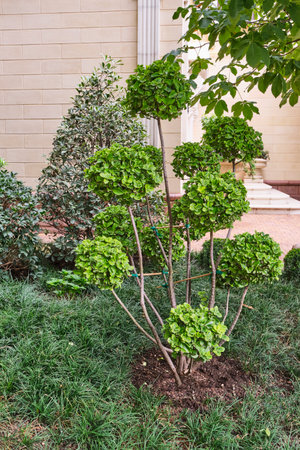 Neatly pruned ornamental shrub featuring round clusters of vibrant green foliage, set in landscaped...
