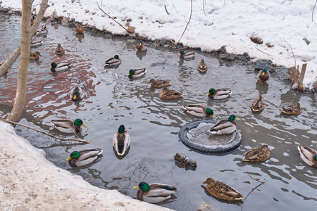 Group of wild mallard ducks swims in partially frozen urban waterway during winter. Snowy banks and floating debris, including discarded tire, contrast with natural scene.の写真素材