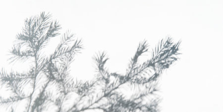 Soft, blurred shadow of fir tree branches is cast on white background, creating minimalistic and tranquil composition. Nature-themed background.の写真素材