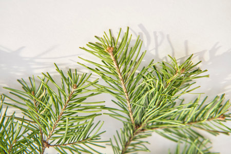 Fir branches with sharp shadows on white background. Natural winter composition with space for text.の写真素材