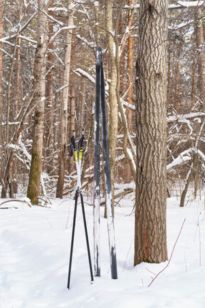 Cross-country skis and poles stand upright in snow against tree in serene winter forest. Peaceful outdoor setting ideal for skiing and winter sports enthusiasts.の写真素材