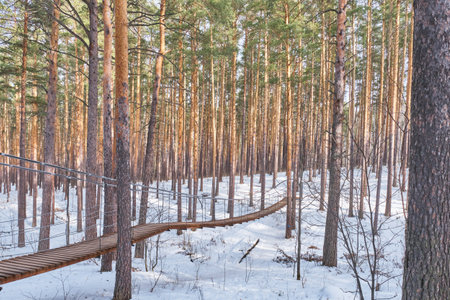 Wooden suspension bridge through serene pine forest covered in snow, bathed in soft winter sunlight....
