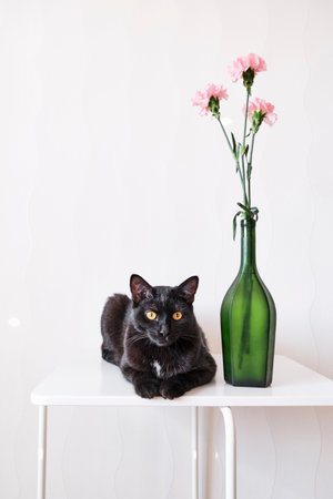 Sleek black cat with striking yellow eyes lies on white table next to green glass bottle with delicate pink flowers. Minimalist background. Cat' elegant posture, simple decor.の写真素材