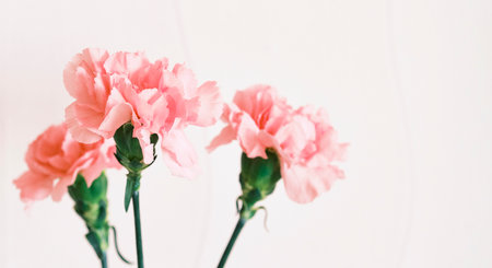 Delicate pink carnations in bloom, captured in close-up with soft focus on neutral background. Minimalist floral composition perfect for spring or romantic themes.の写真素材