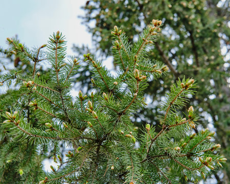 Close-up of spruce branch with needle leaves and fresh green buds. Seasonal growth and natural evergreen texture.の写真素材